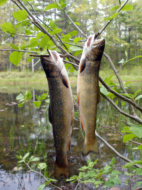 Wiley brookies